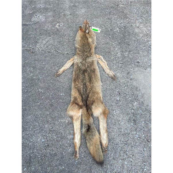 XXL *New* HEAVY Fur COYOTE Hide. All parts for a Mount