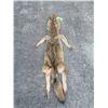 Image 1 : XXL *New* HEAVY Fur COYOTE Hide. All parts for a Mount