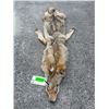 Image 2 : XXL *New* HEAVY Fur COYOTE Hide. All parts for a Mount