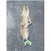 Image 4 : XXL *New* HEAVY Fur COYOTE Hide. All parts for a Mount