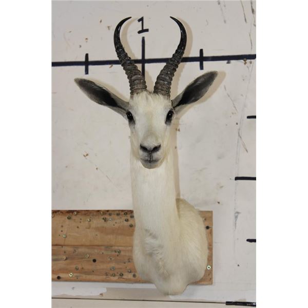 WHITE SPRINGBOK Shoulder Mount