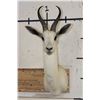 Image 1 : WHITE SPRINGBOK Shoulder Mount