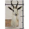 Image 2 : WHITE SPRINGBOK Shoulder Mount