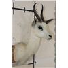 Image 3 : WHITE SPRINGBOK Shoulder Mount
