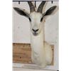 Image 6 : WHITE SPRINGBOK Shoulder Mount