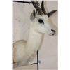 Image 7 : WHITE SPRINGBOK Shoulder Mount