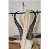 Image 8 : WHITE SPRINGBOK Shoulder Mount