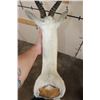 Image 9 : WHITE SPRINGBOK Shoulder Mount