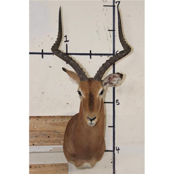 IMPALA Shoulder Mount