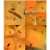 Image 2 : (10) Pieces of Authentic Myanmar AMBER Fossil Insect Specimens, Weight: 12.37 grams (ONE$)