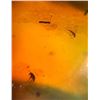 Image 5 : (10) Pieces of Authentic Myanmar AMBER Fossil Insect Specimens, Weight: 12.37 grams (ONE$)