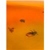 Image 6 : (10) Pieces of Authentic Myanmar AMBER Fossil Insect Specimens, Weight: 12.37 grams (ONE$)