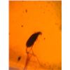 Image 7 : (10) Pieces of Authentic Myanmar AMBER Fossil Insect Specimens, Weight: 12.37 grams (ONE$)