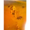 Image 8 : (10) Pieces of Authentic Myanmar AMBER Fossil Insect Specimens, Weight: 12.37 grams (ONE$)