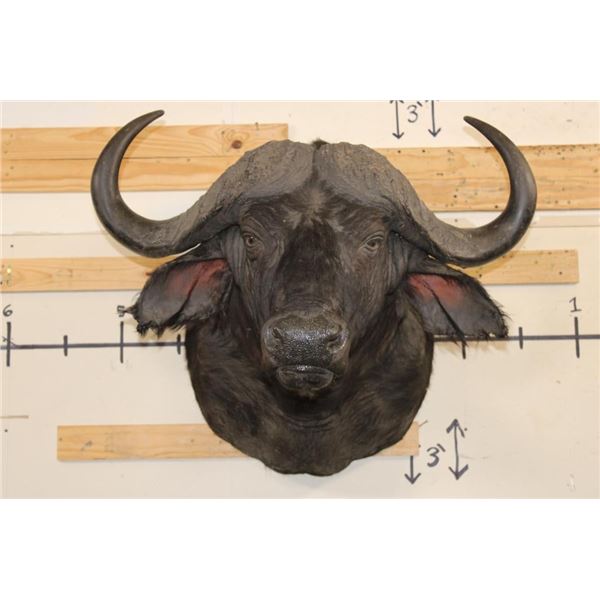 CAPE BUFFALO Shoulder Mount