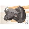 Image 2 : CAPE BUFFALO Shoulder Mount
