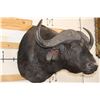 Image 3 : CAPE BUFFALO Shoulder Mount