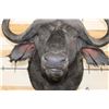 Image 5 : CAPE BUFFALO Shoulder Mount