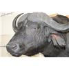 Image 6 : CAPE BUFFALO Shoulder Mount