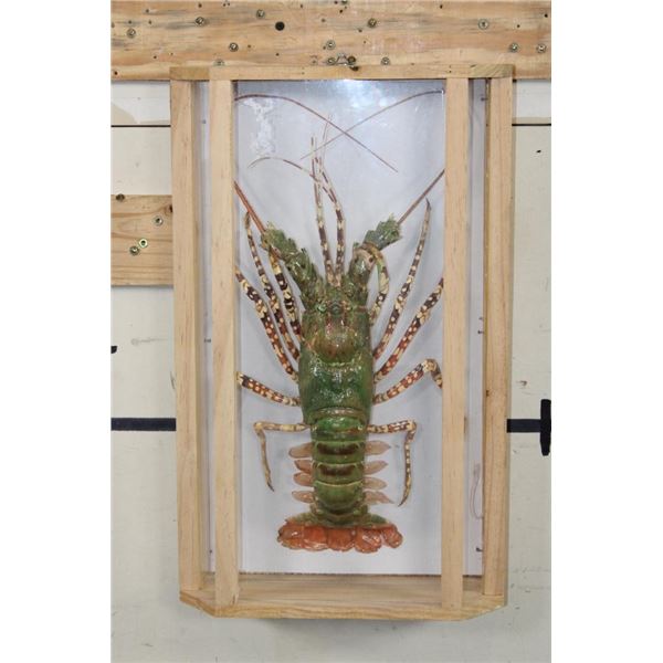 TIGER LOBSTER Encased in a Wood and Glass Shadow Box