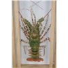Image 5 : TIGER LOBSTER Encased in a Wood and Glass Shadow Box