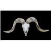 Image 1 : TEXAS DALL RAM Skull and Horns