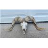 Image 2 : TEXAS DALL RAM Skull and Horns