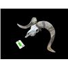 Image 4 : TEXAS DALL RAM Skull and Horns