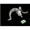 Image 5 : TEXAS DALL RAM Skull and Horns
