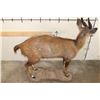Image 10 : Life-sized BUSHBUCK on a light-weight Foam Base
