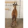 Image 12 : Life-sized BUSHBUCK on a light-weight Foam Base