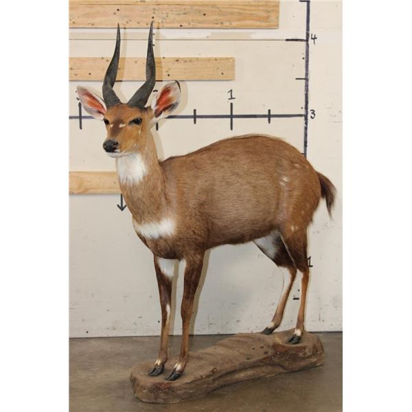 Life-sized BUSHBUCK on a light-weight Foam Base