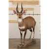 Image 3 : Life-sized BUSHBUCK on a light-weight Foam Base