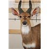 Image 4 : Life-sized BUSHBUCK on a light-weight Foam Base