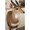 Image 5 : Life-sized BUSHBUCK on a light-weight Foam Base