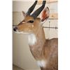 Image 6 : Life-sized BUSHBUCK on a light-weight Foam Base