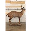 Image 9 : Life-sized BUSHBUCK on a light-weight Foam Base