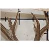 Image 10 : 13-Point WHITETAIL DEER Shoulder Mount with 4 Brow Tines