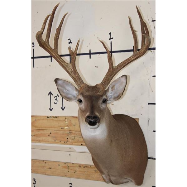 13-Point WHITETAIL DEER Shoulder Mount with 4 Brow Tines