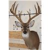 Image 1 : 13-Point WHITETAIL DEER Shoulder Mount with 4 Brow Tines