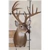 Image 2 : 13-Point WHITETAIL DEER Shoulder Mount with 4 Brow Tines