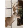 Image 3 : 13-Point WHITETAIL DEER Shoulder Mount with 4 Brow Tines