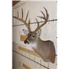 Image 4 : 13-Point WHITETAIL DEER Shoulder Mount with 4 Brow Tines