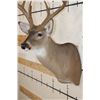 Image 5 : 13-Point WHITETAIL DEER Shoulder Mount with 4 Brow Tines