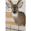 Image 6 : 13-Point WHITETAIL DEER Shoulder Mount with 4 Brow Tines