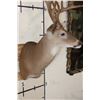 Image 7 : 13-Point WHITETAIL DEER Shoulder Mount with 4 Brow Tines
