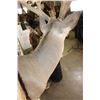 Image 8 : 13-Point WHITETAIL DEER Shoulder Mount with 4 Brow Tines