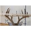 Image 9 : 13-Point WHITETAIL DEER Shoulder Mount with 4 Brow Tines