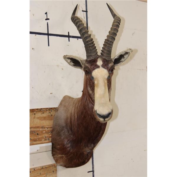 *TEXAS RESIDENTS ONLY* BONTEBOK Shoulder Mount