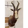 Image 1 : *TEXAS RESIDENTS ONLY* BONTEBOK Shoulder Mount